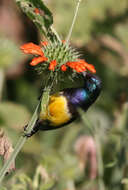 Cinnyris venustus (Shaw 1799) resmi