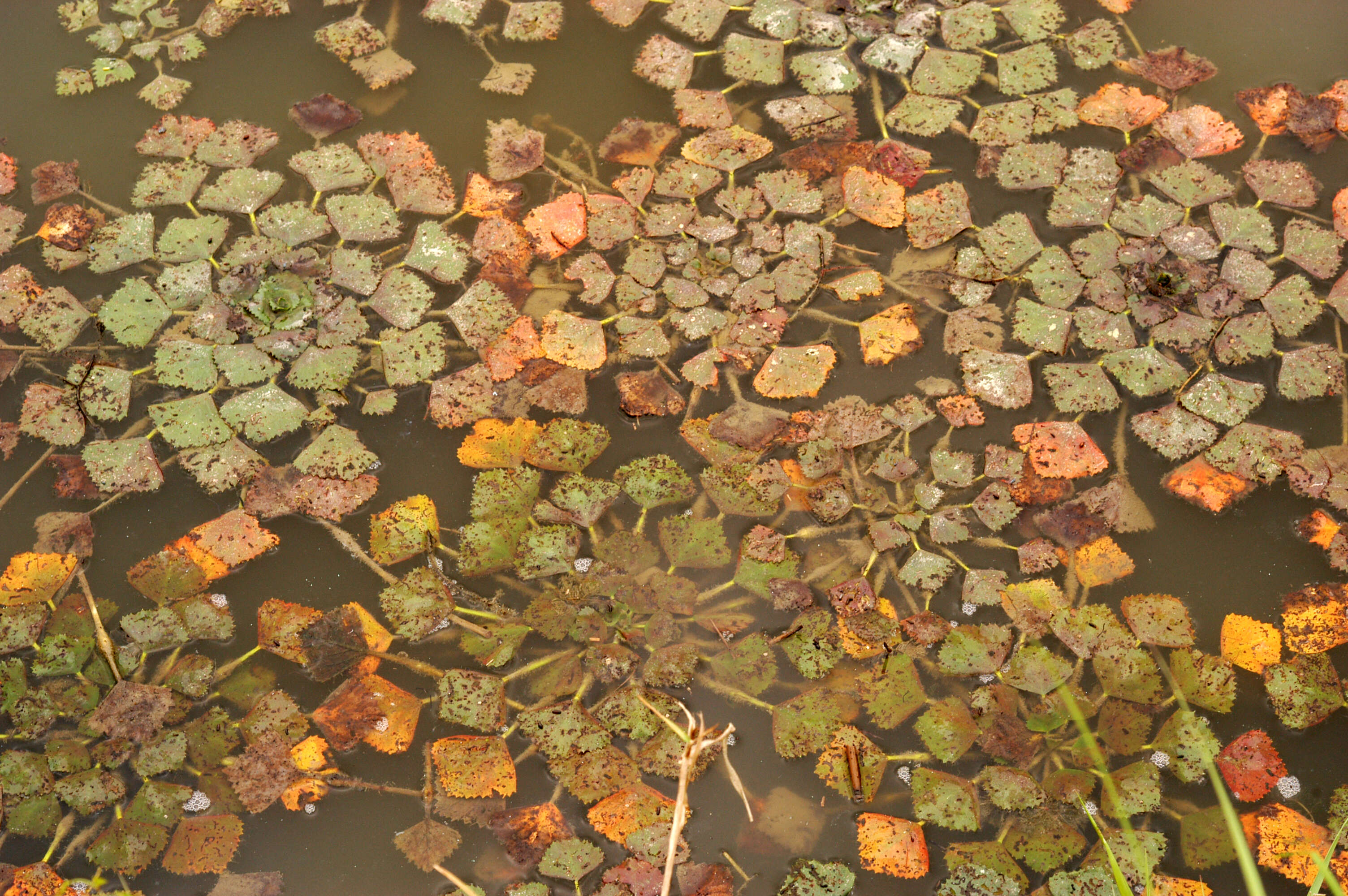 Image of water chestnut
