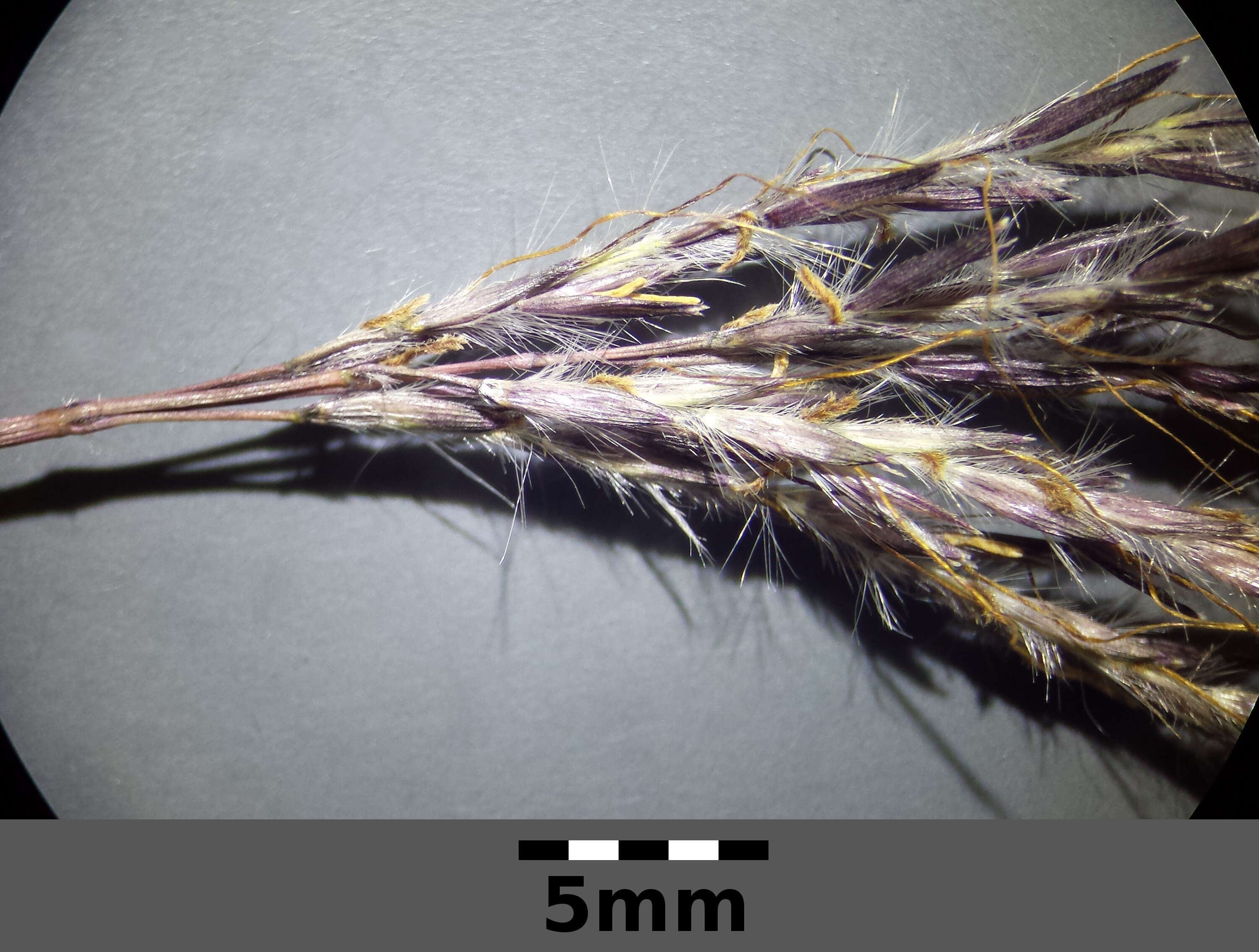 صورة Bothriochloa ischaemum (L.) Keng