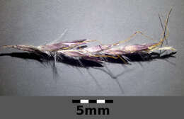 صورة Bothriochloa ischaemum (L.) Keng