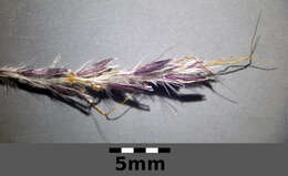 صورة Bothriochloa ischaemum (L.) Keng