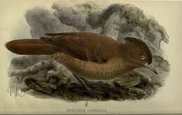 Image of Brown Cacholote