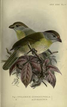 Image of Peppershrike