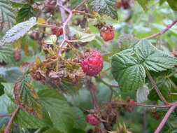 Image of Raspberry