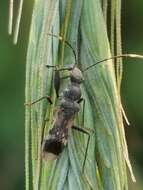 Image of Eucosmetus tenuipes Zheng, L. Y. & H. G. Zou 1981