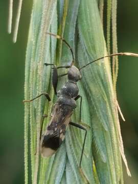 Eucosmetus resmi