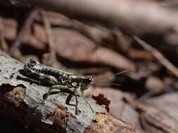 Слика од Booneacris glacialis (Scudder & S. H. 1862)