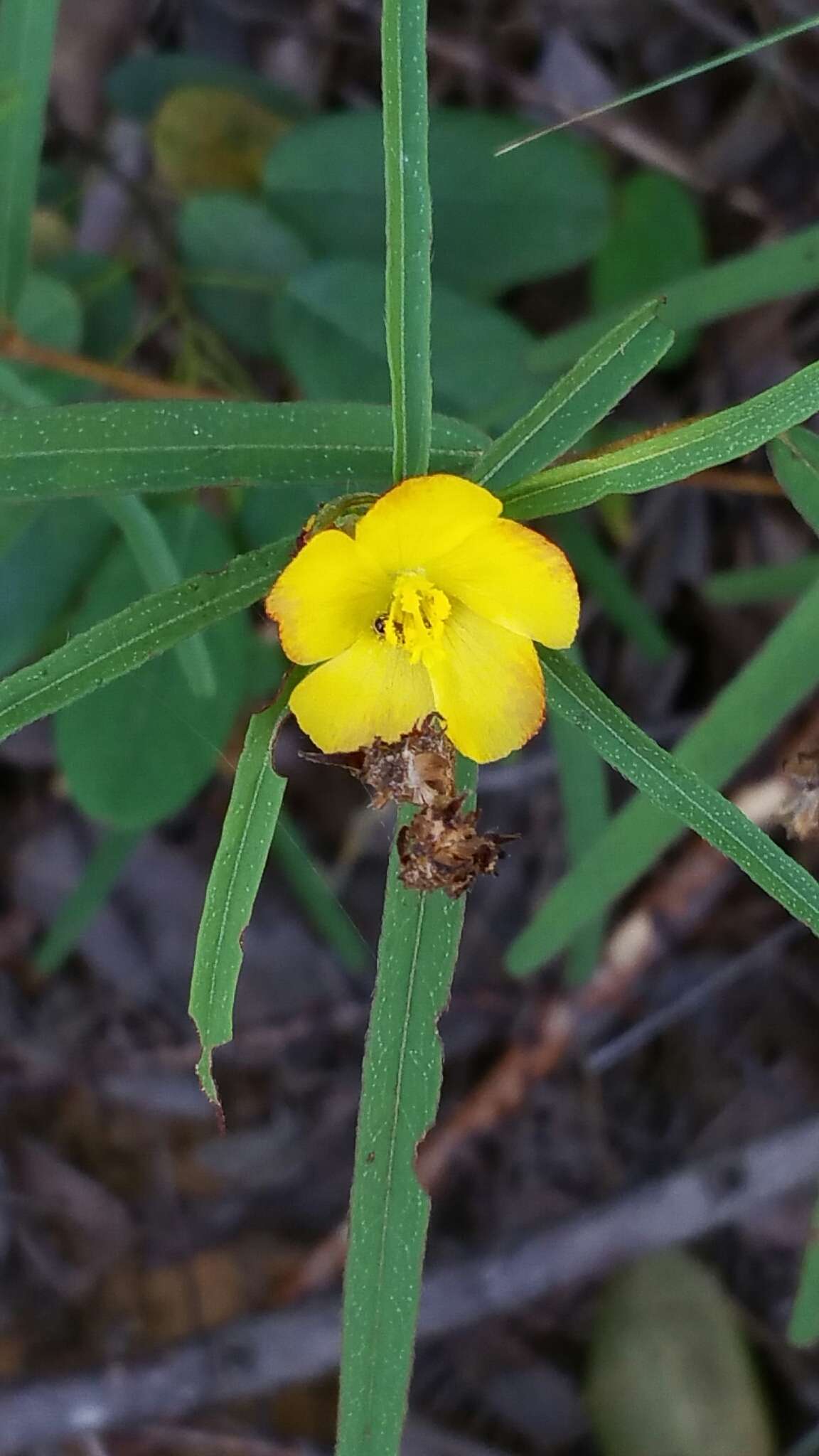 Image of Cheirolaena linearis Benth.