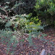 Image of Salix integra Thunb.