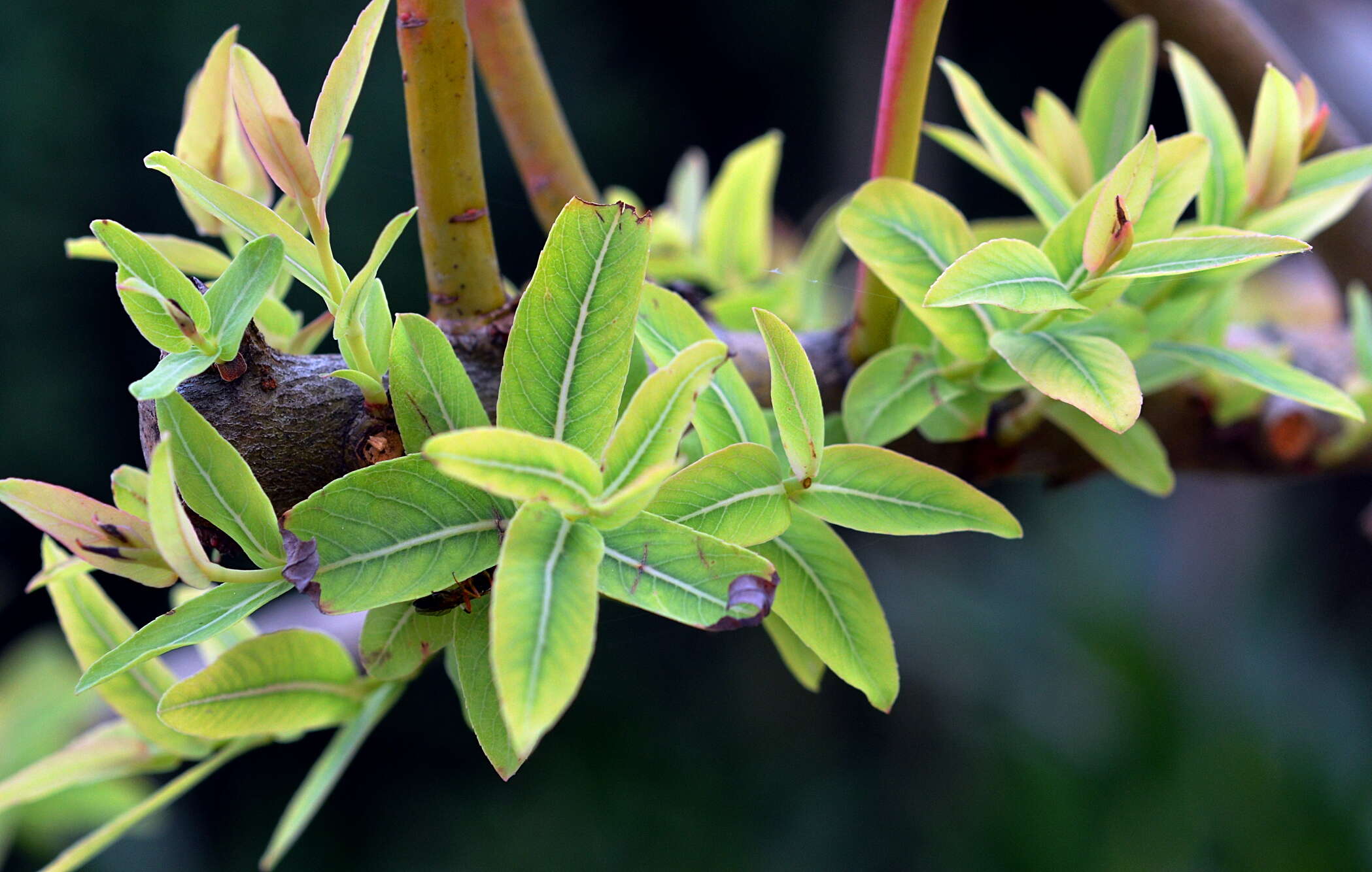 Image of Salix integra Thunb.