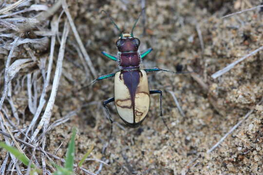 Image of Cicindela (Cicindela) formosa gibsoni Brown 1940