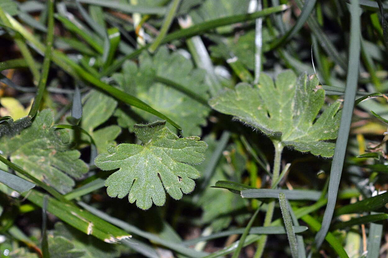Image of Small-flowered Cranesbill
