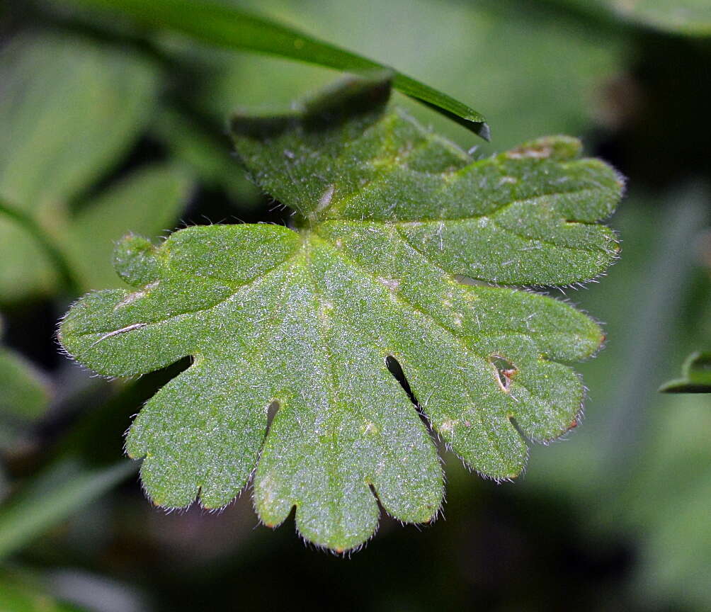 Image of Small-flowered Cranesbill