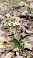 Image of Caladenia marginata Lindl.