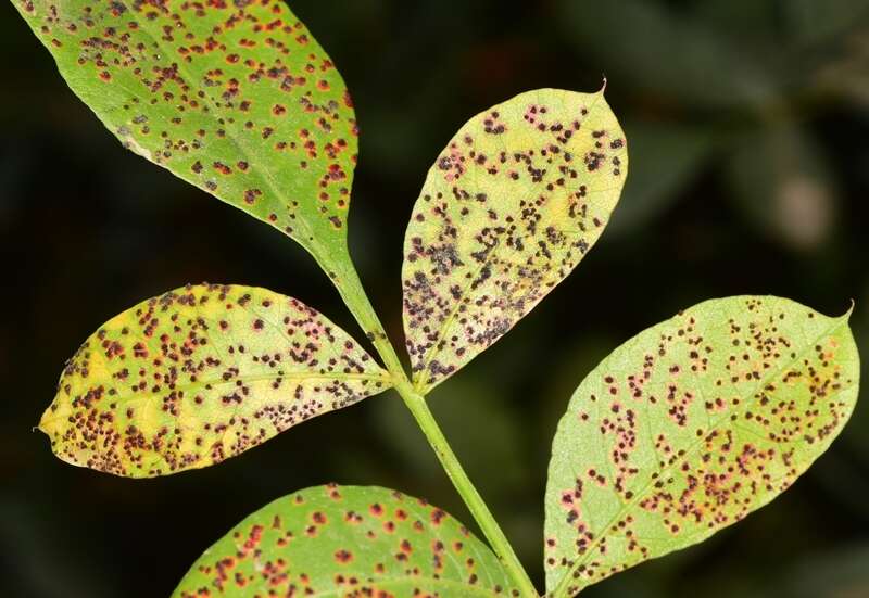 Image of Pileolaria terebinthi (DC.) Castagne 1842