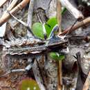 Слика од Sepidium bidentatum Solier 1843