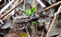 Image of Sepidium bidentatum Solier 1843