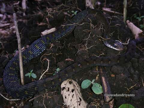 Image of Southern Water Snake