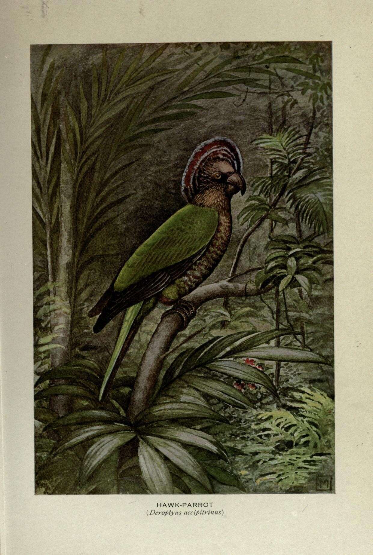 Image of Deroptyus Wagler 1832