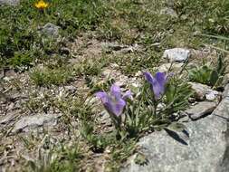 Image of Campanula tridentata Schreb.