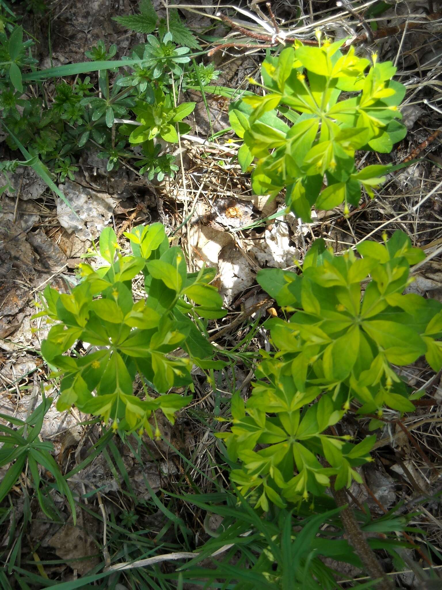 Image of Euphorbia carniolica Jacq.