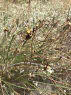 Image of Moraea inconspicua Goldblatt