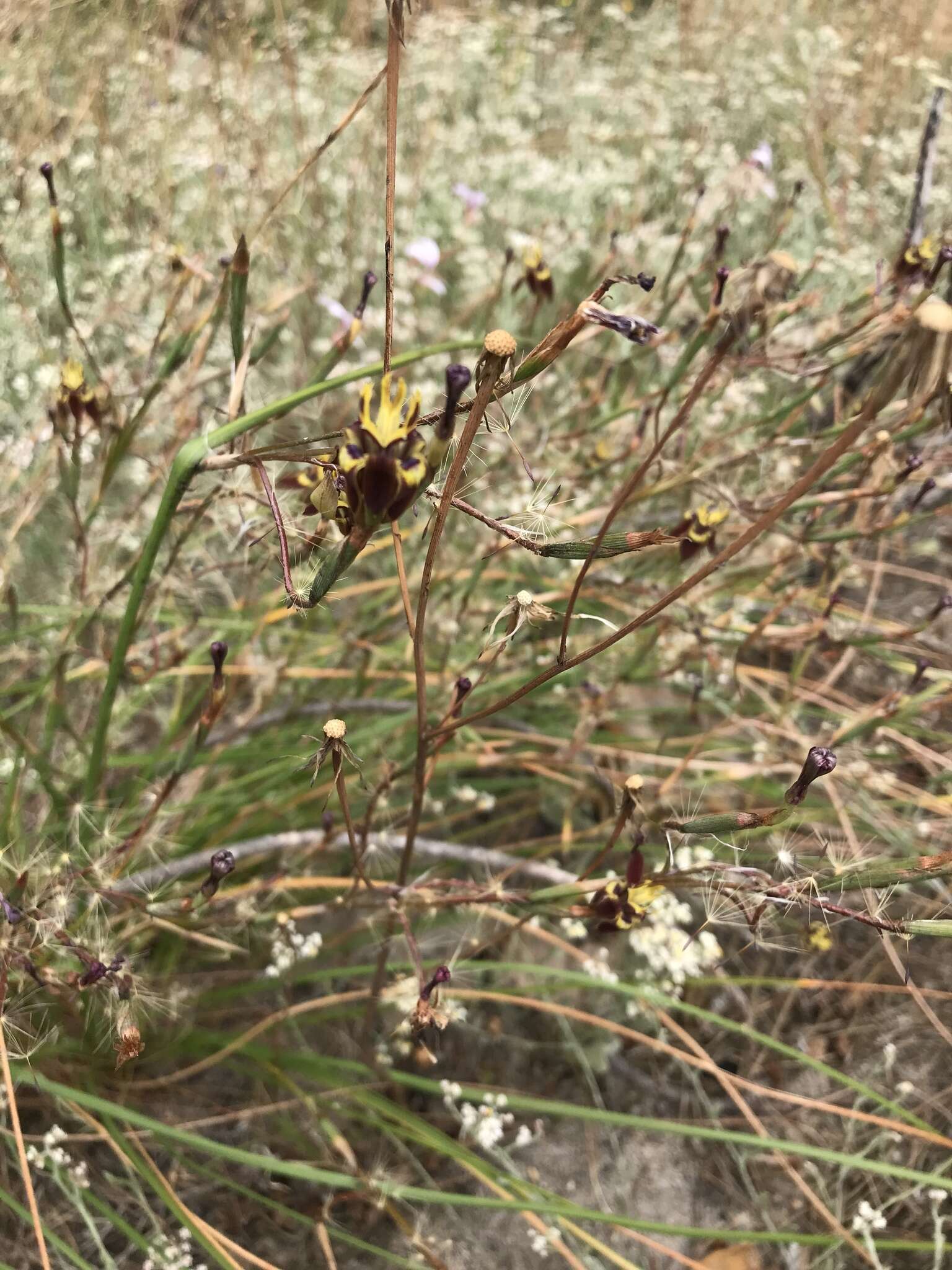 Image of Moraea inconspicua Goldblatt