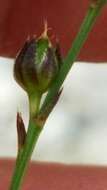 Image of rock flax