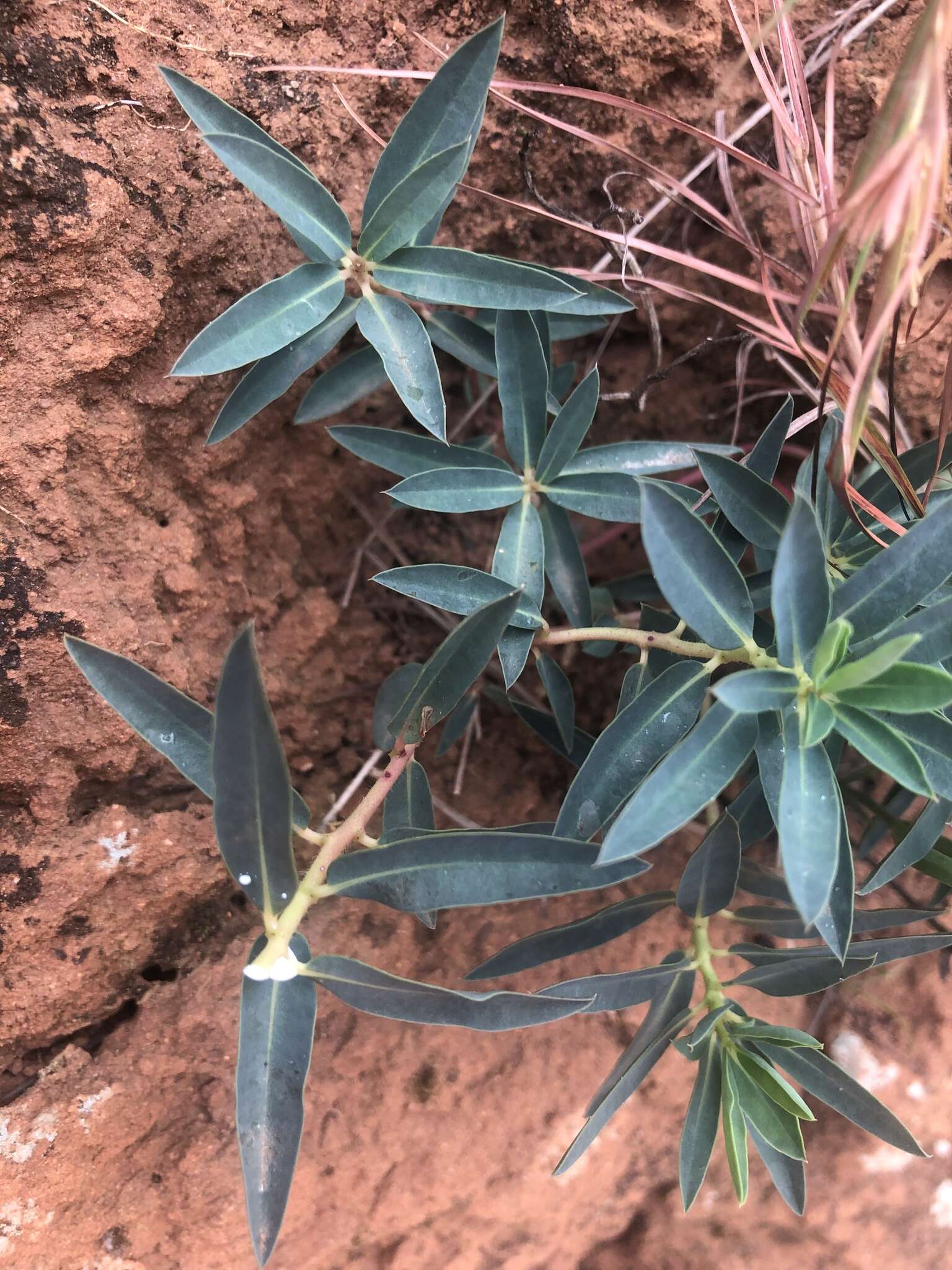 Image of Euphorbia gueinzii Boiss.