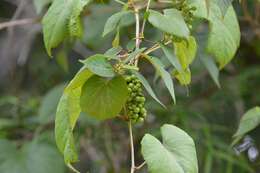 Image of West Indian grape