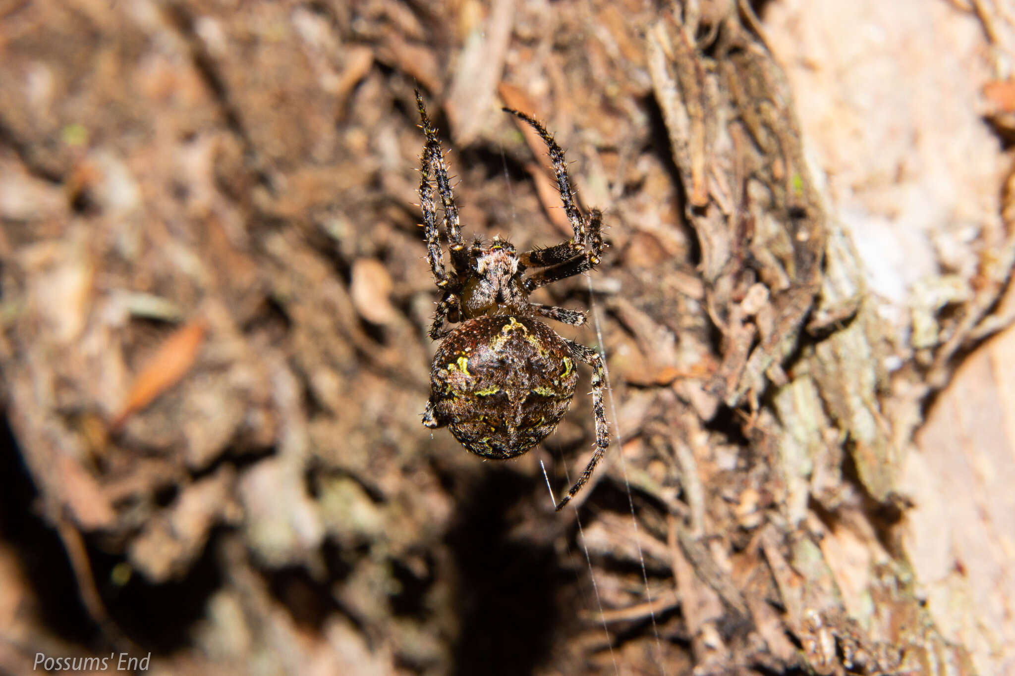 صورة Cryptaranea venustula (Urquhart 1891)