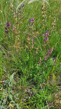 Image of Oxytropis knjazevii