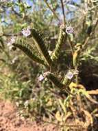 Image of Texan phacelia