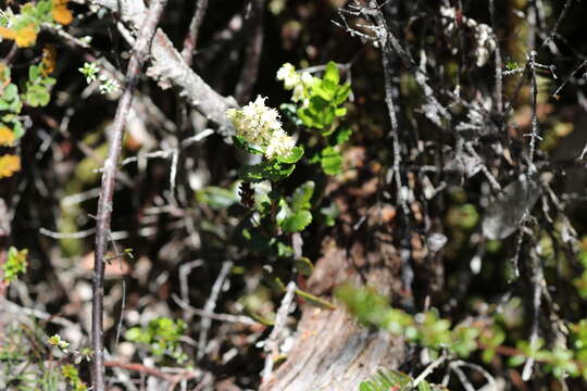 Image of Tetracarpaea tasmanica Hook. fil.