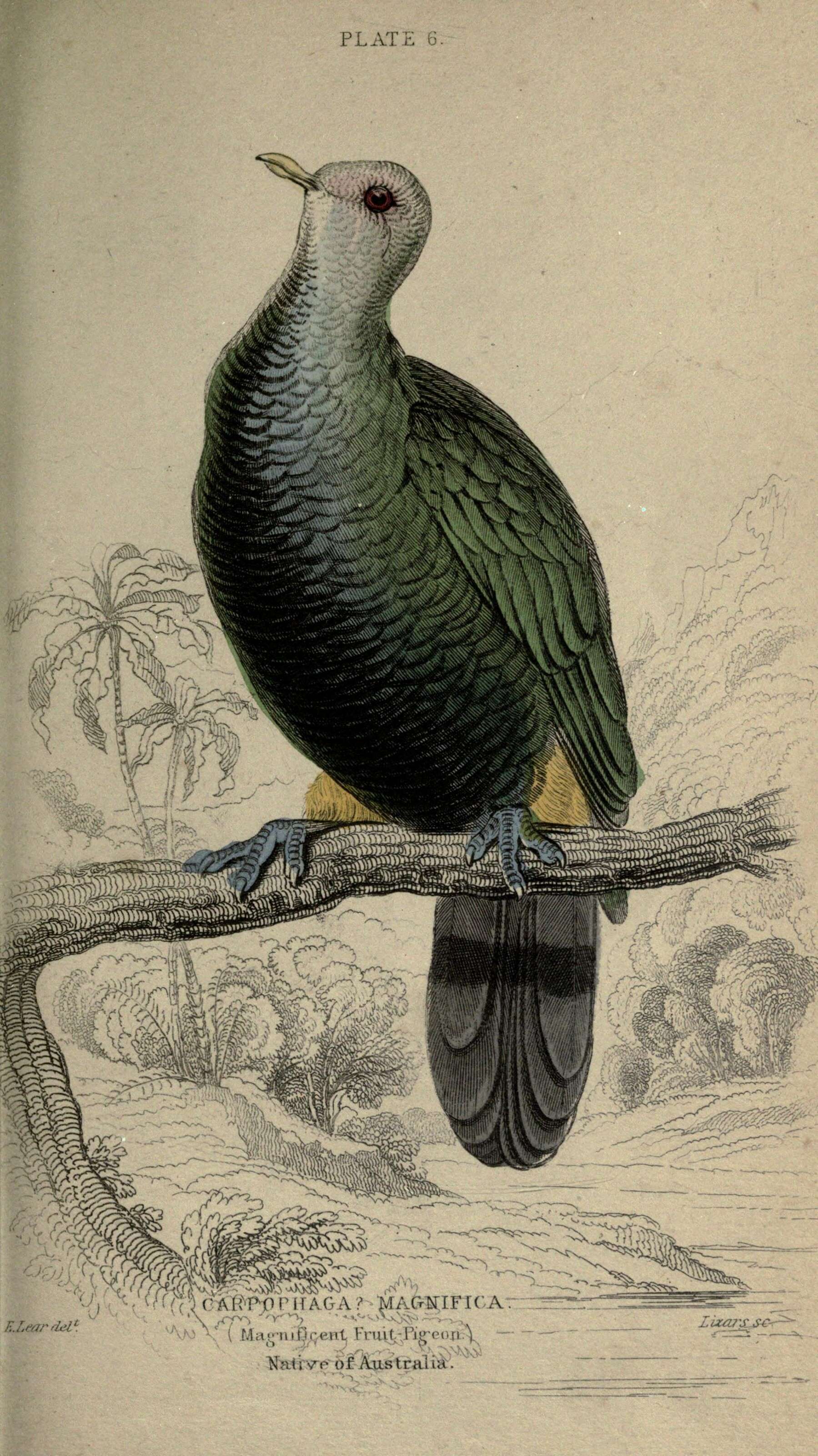 Image of Ptilinopus Swainson 1825