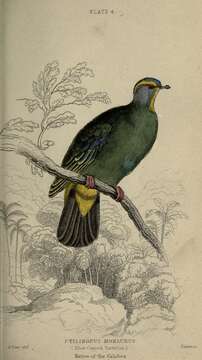 Image of Blue-capped Fruit Dove