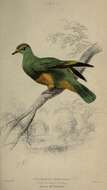 Image of Grey-green Fruit Dove