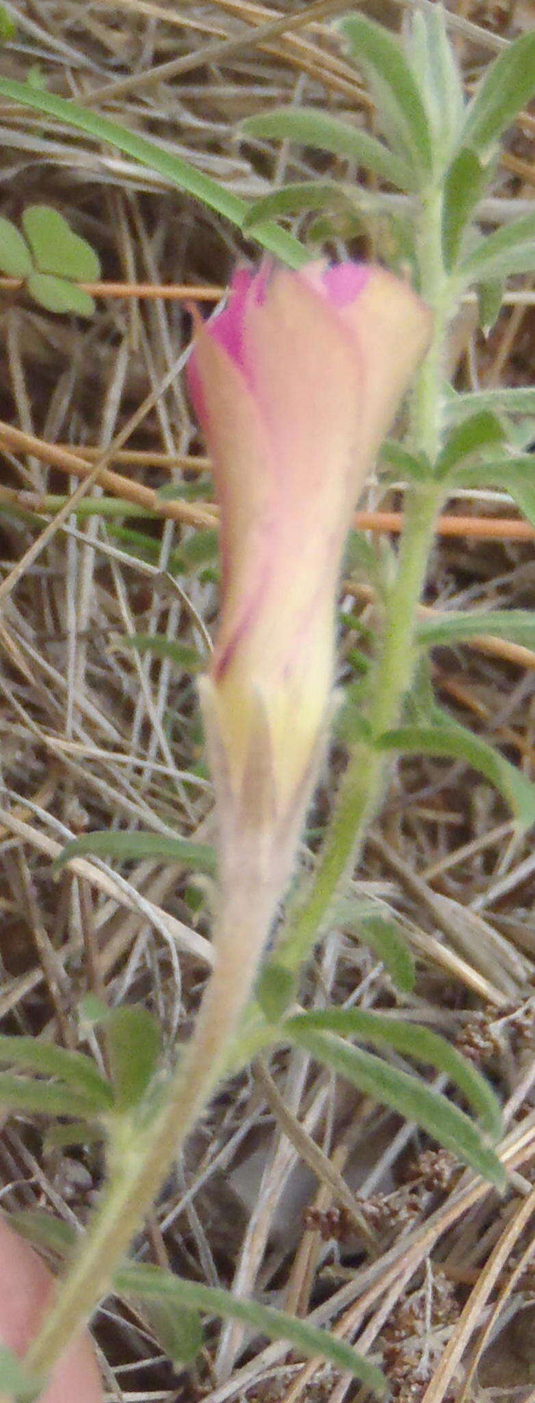 Image of Oxalis hirta var. canescens Knuth