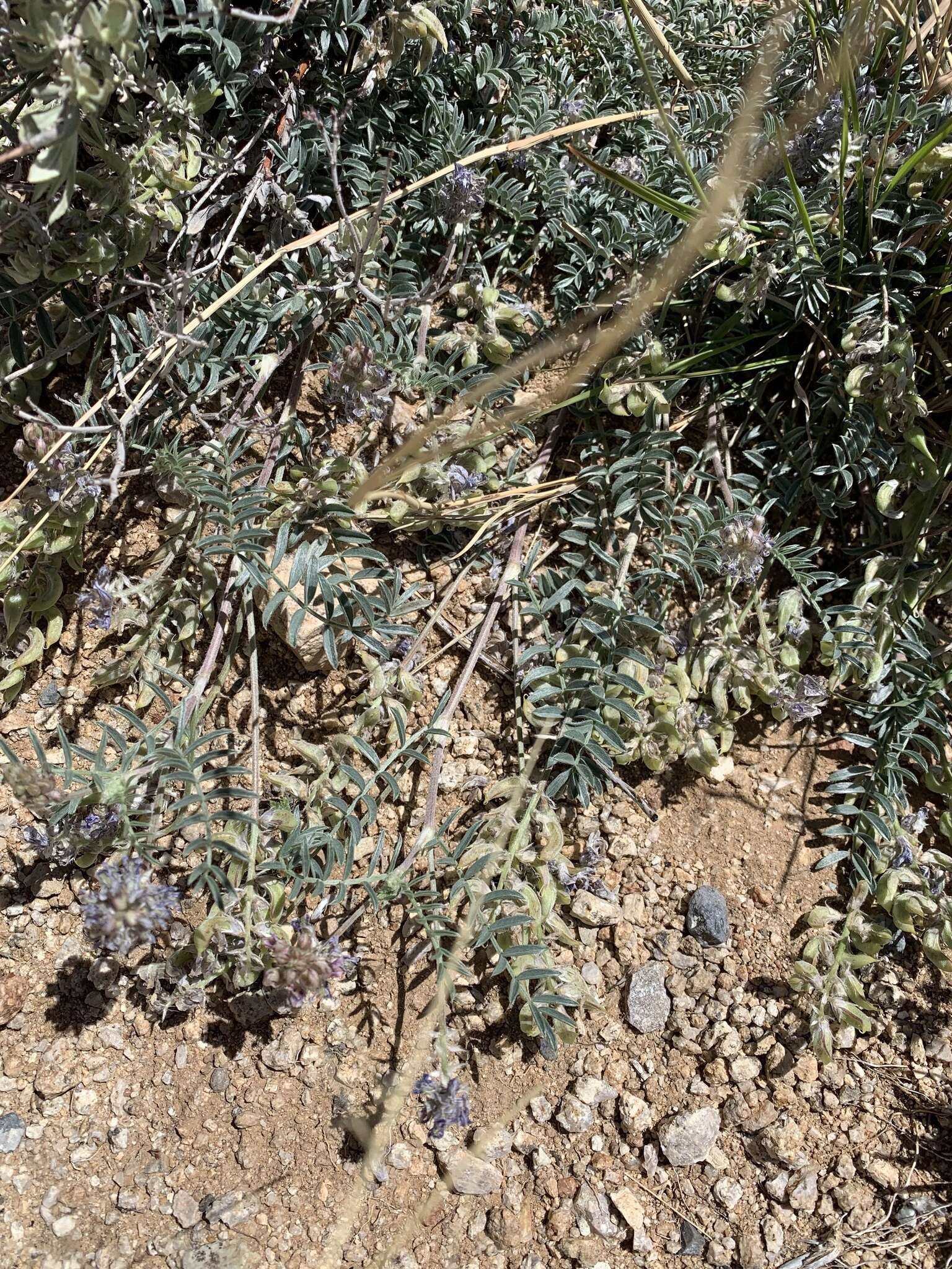 Image of Emory's milkvetch