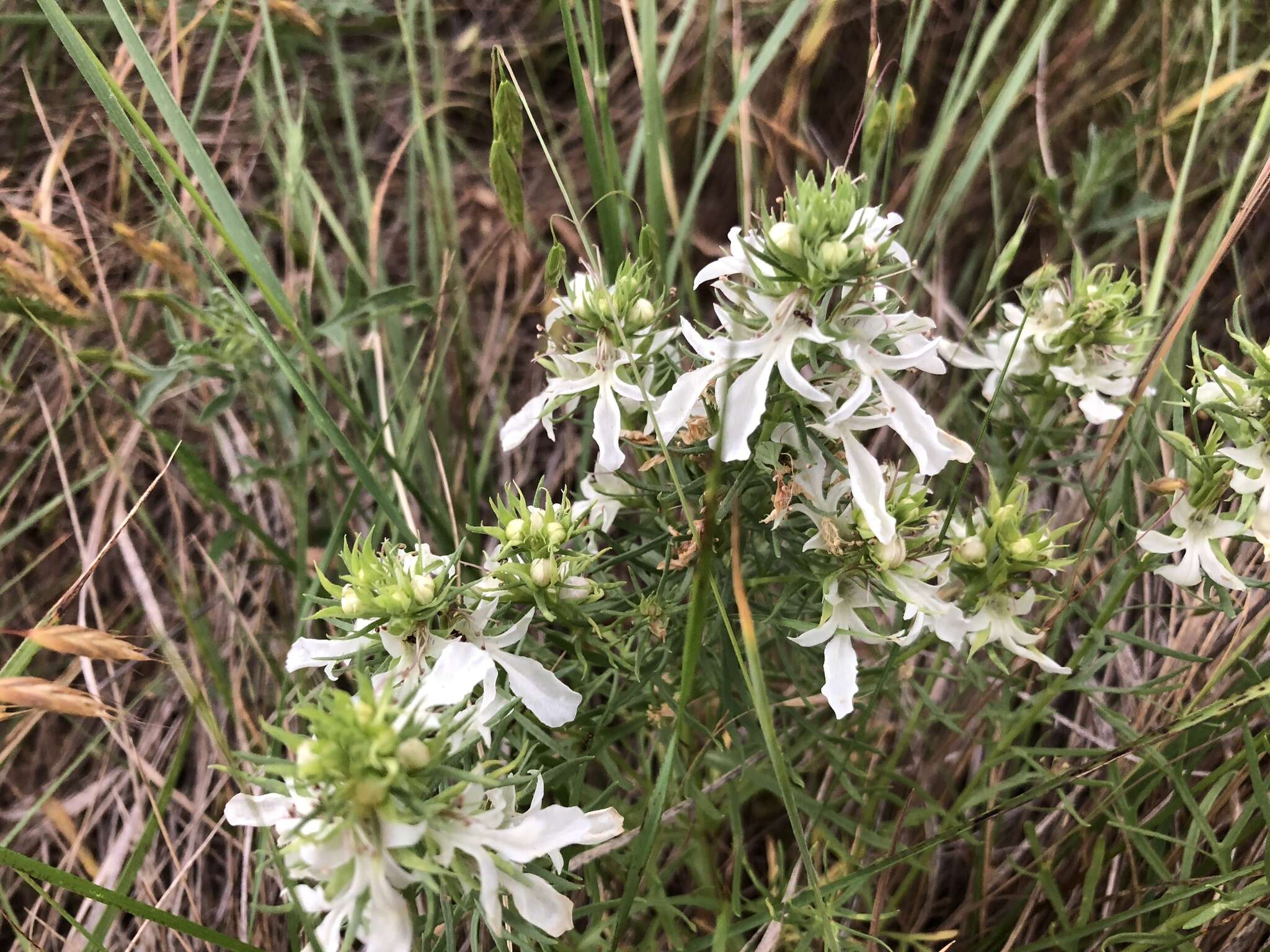 Teucrium laciniatum Torr.的圖片