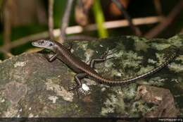 Image of Black Emo Skink