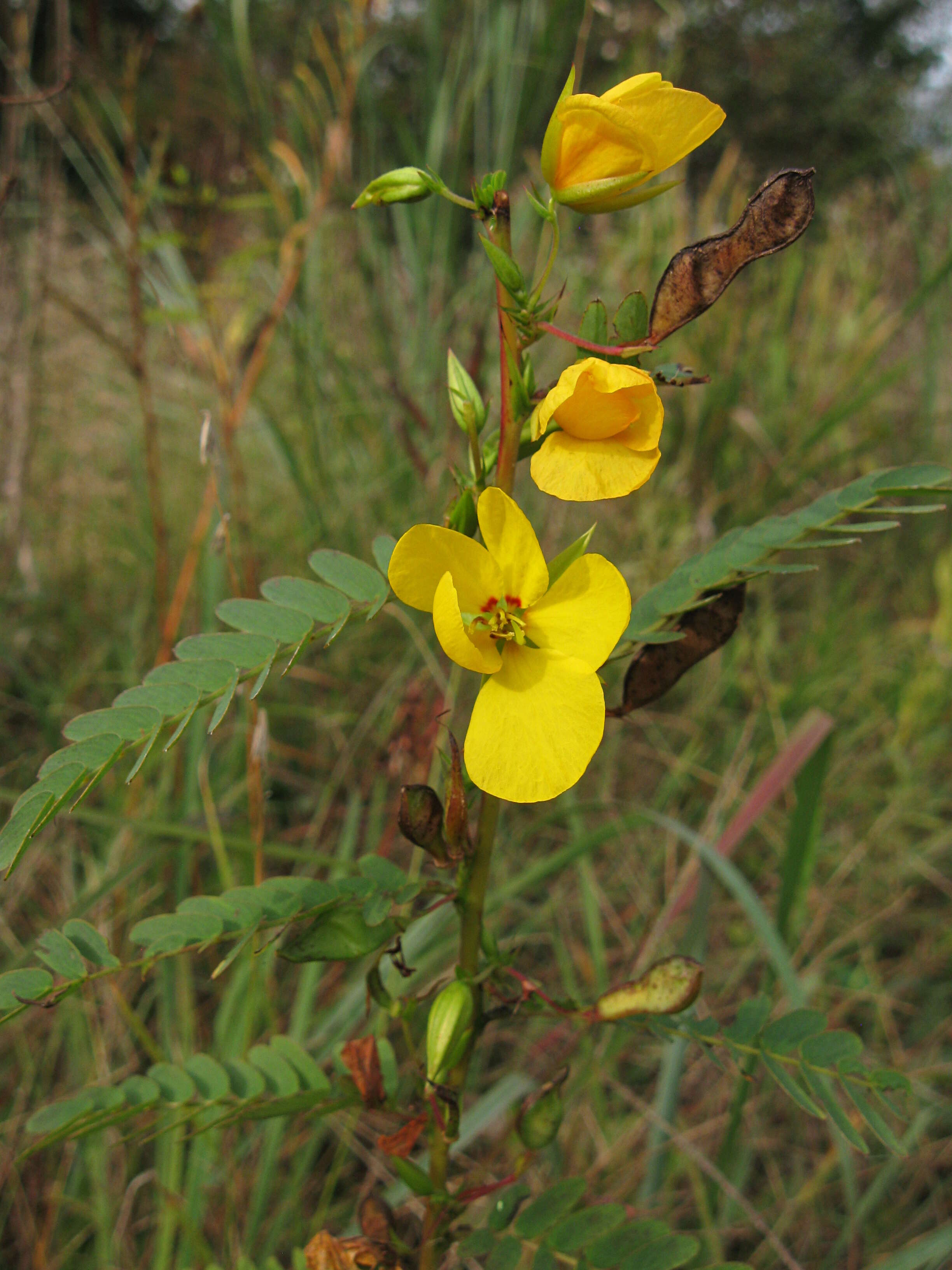 Image of partridge pea