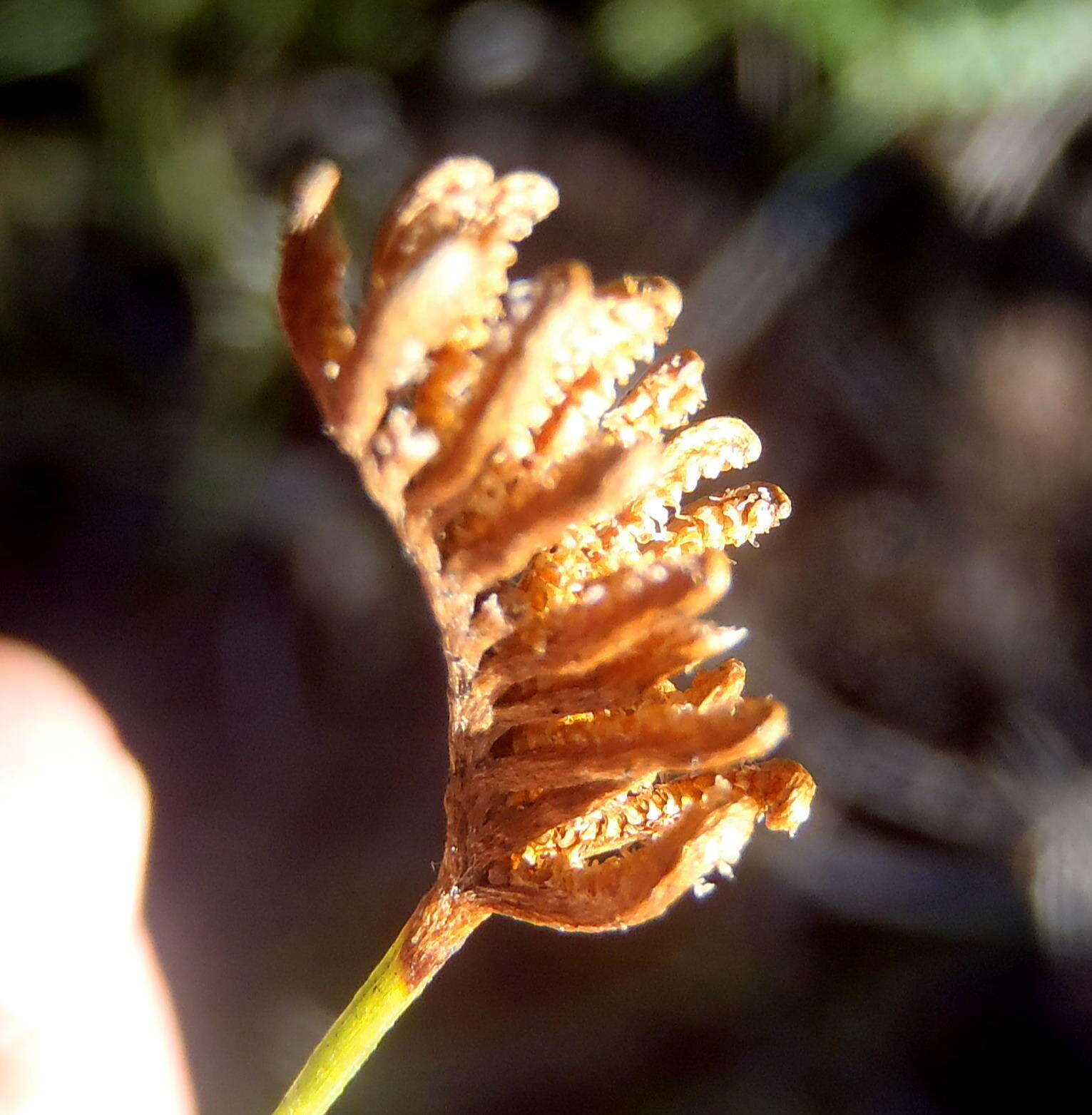 Imagem de Schizaea pectinata (L.) Sw.