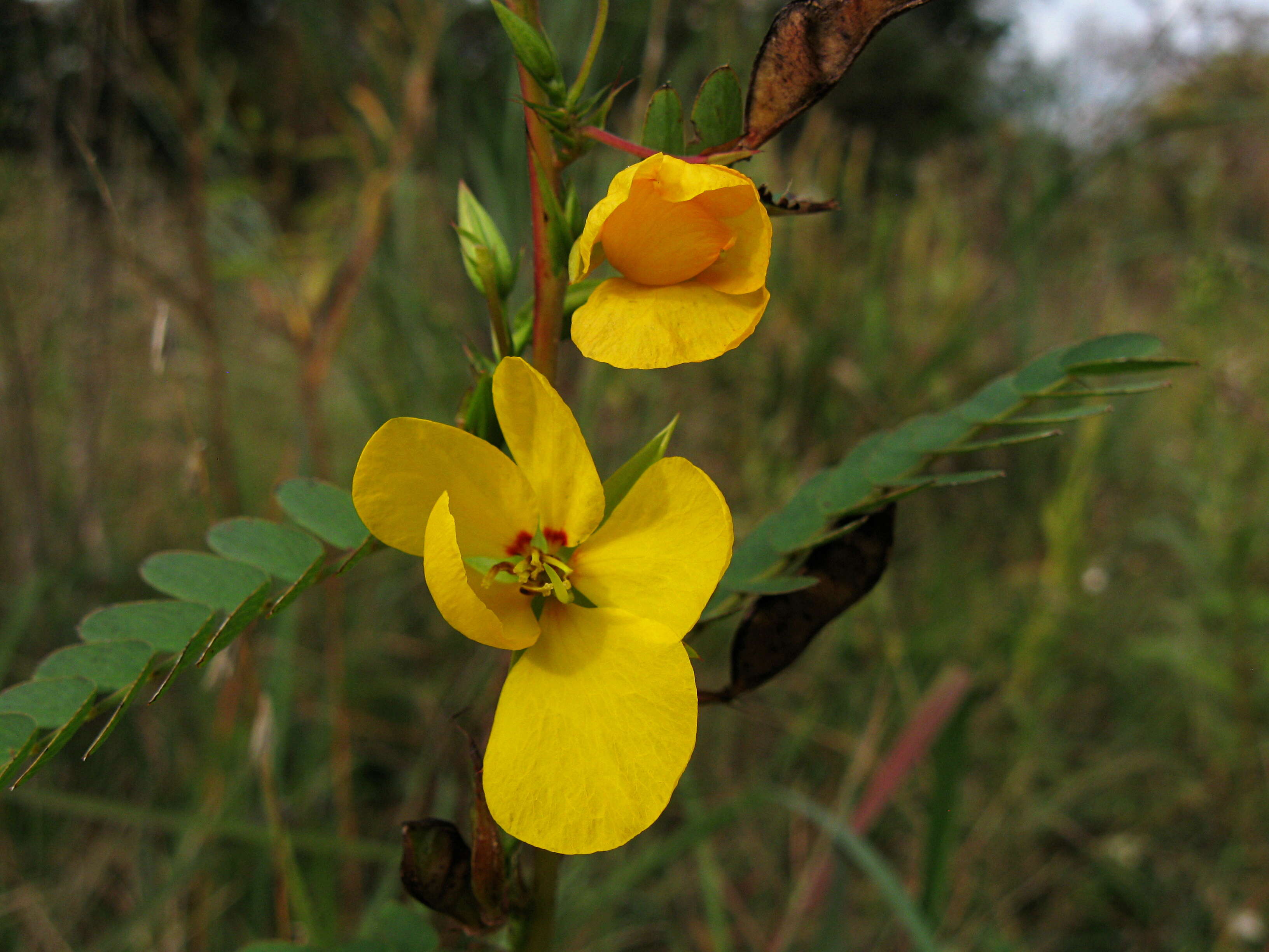 Image of partridge pea