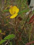 Image of partridge pea