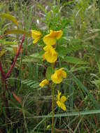 Image of partridge pea