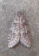 Image of Dull Flatbody Moth