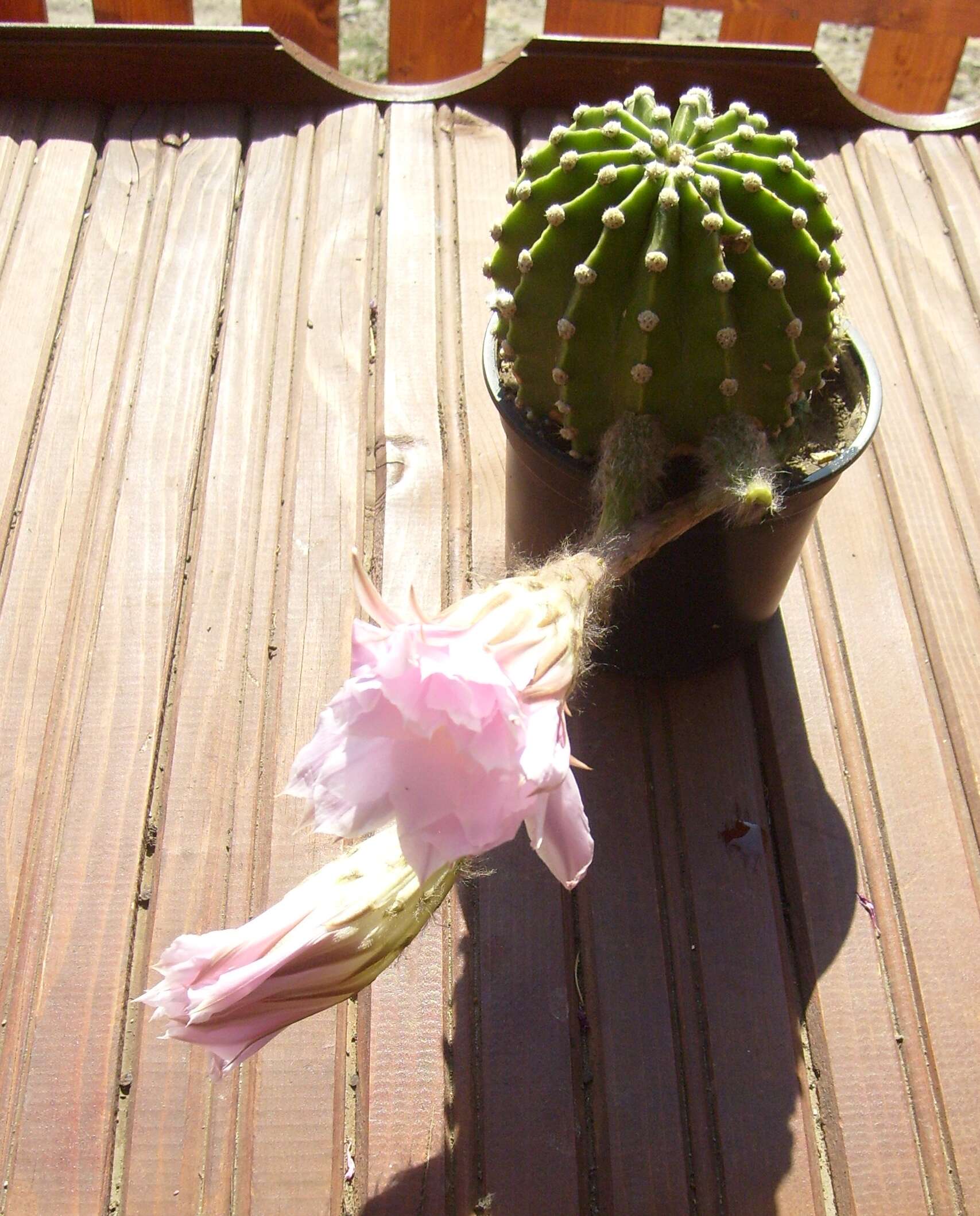 Image of Echinopsis oxygona