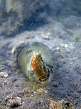 Image of Crested Sabretooth Blenny