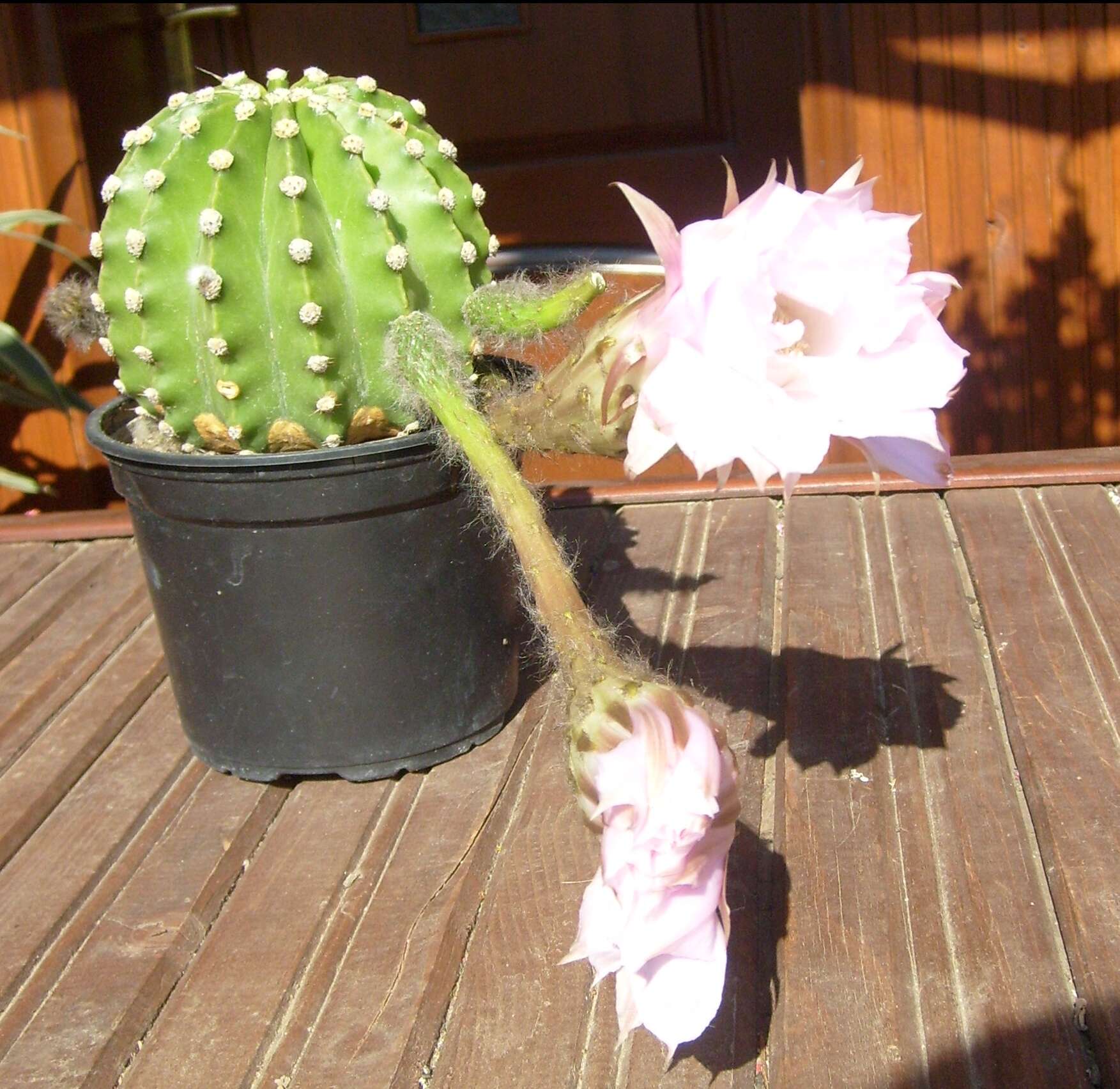 Image of Echinopsis oxygona